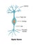 Bipolar Neuron Neurology Composition