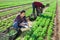 Biracial farmer couple gathering crop of arugula