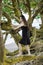 Biracial teen girl climbing on sprawling branches at Hawaiian be