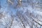 Birch against the blue sky