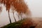 Birch alley in the autumntime