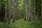 Birch alley. Coniferous and deciduous trees grow in the forest. Bright, green grass around