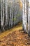 Birch alley in two rows in autumn