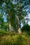 A birch alley, white birches