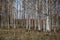 birch and aspen tree grow in spring with first leaves hatching