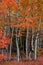 Birch Aspen Trees in Autumn Fall