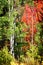 Birch Aspen Trees in Mountains Lush Landscape in Fall Autumn