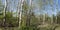 Birch or Aspen Trees Panoramic, Panorama, Banner