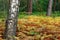 Birch in the autumn fern field