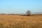 Birch in the autumn field