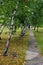 Birch in the autumn forest