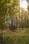 Birch in the autumn forest in October