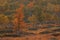 Birch in autumn landscape, flatruet, sweden