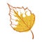 Birch autumn leaf icon, seasonal yellow foliage