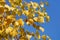 Birch autumn leaves on sky background