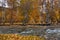 Birch autumn on a mountain river