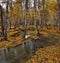 Birch autumn on a mountain river