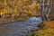 Birch autumn on a mountain river