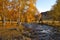 Birch autumn on a mountain river