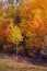 Birch autumnal forest