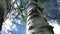 Birch on a background of blue sky and clouds. Bottom view.