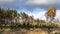 Birch on the background of meadows and pine forest