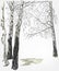 Birch background vector sketch line watercolor tree