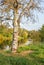 Birch on the banks of the Tikhvinka River in autumn