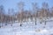 Birch bare trees grow on a snowy hill.