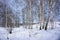 Birch bare trees grow on a snowy hill, against a blue sky.