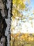 Birch bark on the background of the illuminated crown of autumn leaves.