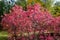 Birch bark Bush in autumn on the background of colorful greenery of the garden