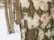 Birch bark close up. Damaged birch bark. Forest protection. In the background forest and snow