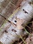 Birch bark leaf fall Details