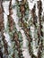 Birch bark with lichen close up