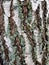 birch bark with lichen close-up, macro tree trunk. background texture