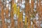 Birch betula autumn macro