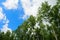 Birch Betula tree crowns against sky.