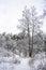 Birch with bifurcated trunks. Trees covered with snow. Winter forest landscape