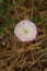 Birch bindweed plant, fresh delicate purple flower grow in the garden