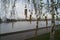 Birch blooms in the park at the Drama Theater. The background is blurred.