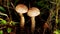 Birch bolete, is an edible mushroom in the family boletaceae. Close up mushroom in forest with nature green background.