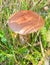 Birch bolete in the green grass