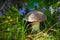 Birch bolete is growing under mossy stump near flowers