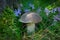 Birch bolete is growing under mossy stump near flowers