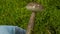 Birch bolete in the hands