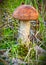 Birch bolete (Leccinum scabrum)