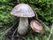 Birch Bolete - Leccinum scabrum