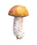 Birch bolete mushroom isolated on white background.
