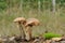 Birch bolete mushroom (Leccinum scabrum)